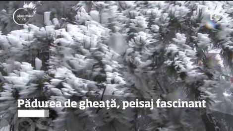 În China, e peisaj de poveste în pădurile din Estul ţării