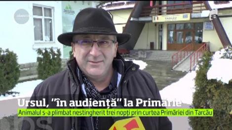 În loc să-şi caute un loc unde să hiberneze, un urs a dat pădurea pe primărie