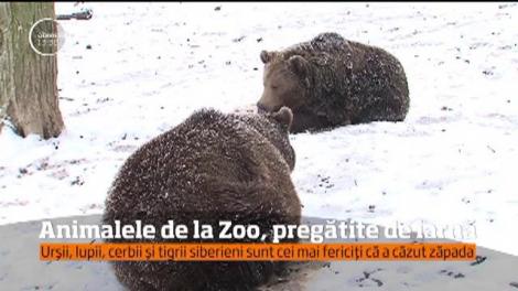 Iarna s-a instalat prin unele părţi ale ţării!