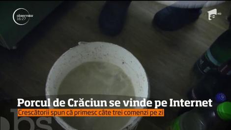 Porcul de Cărciun se vinde pe internet. Crescătorii spun că primesc câte trei comenzi pe zi