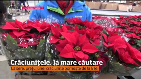 Crăciunițele, la mare căutare