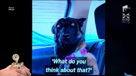 Te prăbușești de râs! Reacția de milioane a unui câine atunci când află că va avea un frățior!