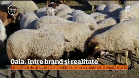 Oaia, între brand și realitate. În cadrul campaniei ”Alege oaia”, Petre Daea a împărțit plăpumi din lână