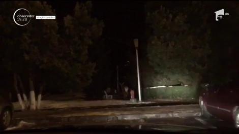 După urşi şi mistreţi, şi cerbii au început să coboare la oraş. S-a întâmplat în Câmpulung Moldovenesc