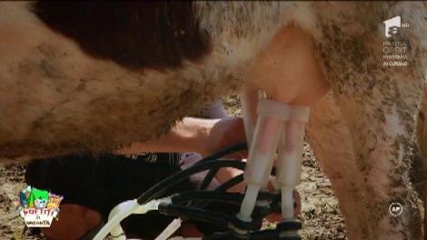 Speak, speriat la propriu de nea Mărin: „Am ajuns la vaci la câteva zile după ce cântam pentru vedetele de la Hollywood!”