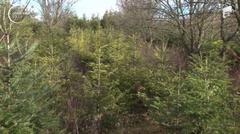 Brad tăiat sau brad de plastic? Este alegerea pe care trebuie să o facem atunci când Crăciunul bate la uşă