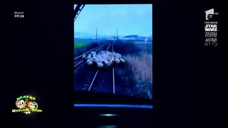 Smiley News! PE AICI NU SE TRECE! Tren blocat de o turmă de oi, în România