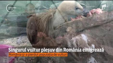 Povestea lui Zeus, ultimul vultur pleşuv din România, salvat din ghearele foamei de nişte biologi din Hunedoara