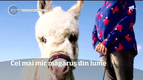 Un măgăruş dintr-un comitatul Cambridgeshire din Anglia a fost numit cel ma mic măgăruş din lume!