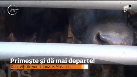 Treizeci de vaci gestante au fost oferite cadou unor săteni nevoiaşi