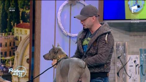 Dresaj canin. Abordarea câinilor dificili