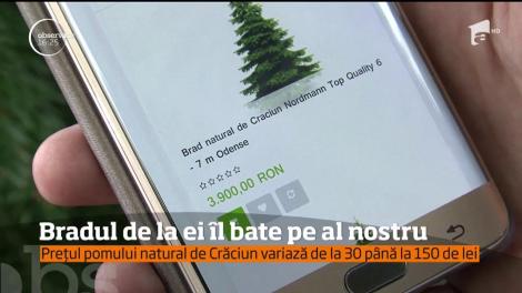 Românii preferă brazii de import