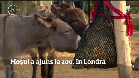 Sărbătorile au venit mai devreme pentru animalele de la grădina zoologică din Londra