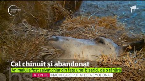 Un cal înfometat, bătut şi abandonat în curtea bisericii a fost în centrul unei ample operaţiuni de salvare