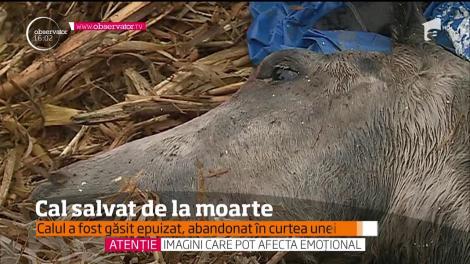 Un cal bătut şi înfometat, salvat de iubitorii de animale