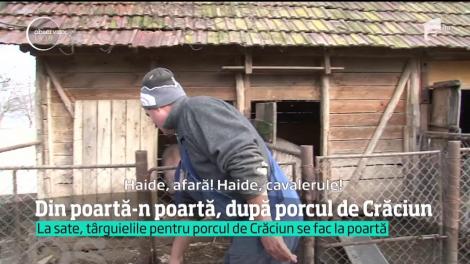 Porcii din gospodării, marfa cea mai de preţ în perioada sărbătorilor de iarnă