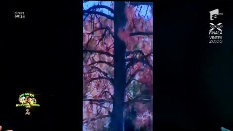 Smiley News! Dorel, tăietor de lemne