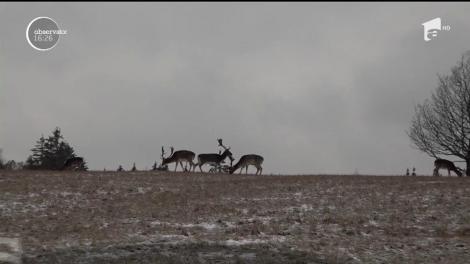 O plimbare prin natură şi printre cerbi, oferta unui parc din Harghita