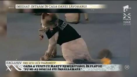 Oana Zăvoranu: ”Dacă s-ar legaliza, mi-aș dori să fiu împăiată!”