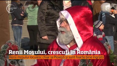 Doi dintre renii lui Moş Crăciun s-au mutat la Ploieşti!