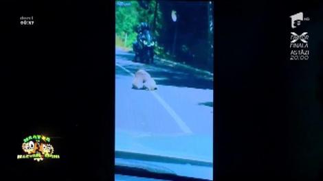 Smiley News! Scandal monstru între doi Koala