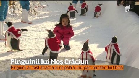 Pinguinii lui Moş Crăciun, atracţia principală &icirc;ntr-un parc tematic din China