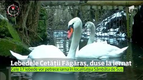 Lebedele de pe lacul care înconjoară Cetatea Făgăraş, duse la iernat