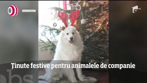 Ținute festive adecvate sărbătorilor de iarnă pentru animalele de companie