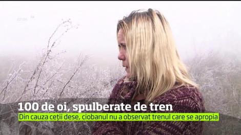 100 de oi, spulberate de tren în apropiere de Târgu Mureş