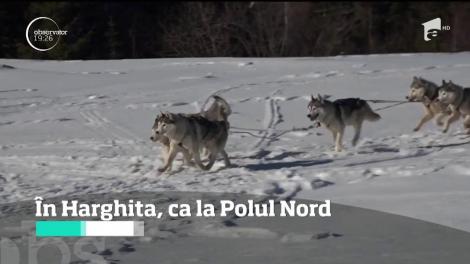 Turiștii din Harghita au parte de plimbări cu sania trasă de câini