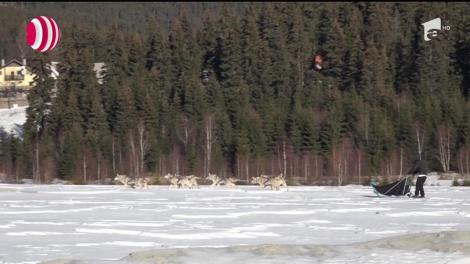 Aventură cu sania trasă de câini Husky, în stațiunea montană Harghita Băi