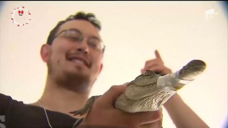 Crocodil rătăcit în Melbourne