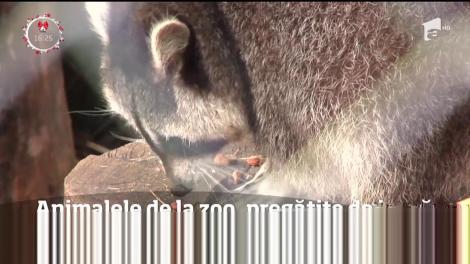 Animalele de la grădina zoologică din Galați, pregătite de iarnă