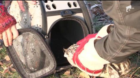 După ce a stat într-un centru de reabilitare din Tîrgu Mureş, un ciuf de pădure accidentat a fost lăsat în libertate