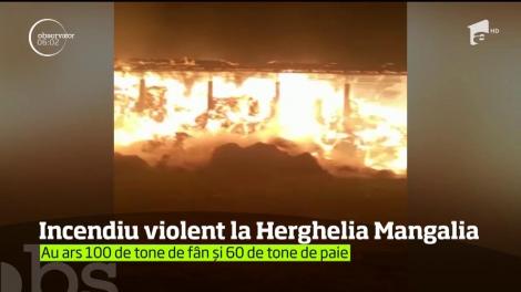 A fost incendiu de proporţii la Herghelia din Mangalia