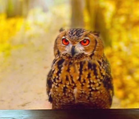 Cu ciuful la reabilitare. Biologii lansează o campanie de monitorizare a ciufilor din Târgul Mureș