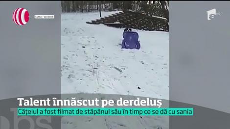 Cine a spus că doar oamenii se pricep la săniuş n-a făcut cunoştinţă cu următorul căţel. Pentru el, zăpada e cea mai mare bucurie