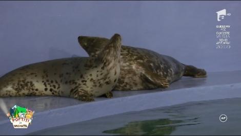 Margherita, o ecologistă convinsă: ”Dacă aș fi o focă care ar sta numai într-o piscină închisă, să nu mai pot să ies pe Magheru la o cafea... Cred că aș fi foarte tristă”