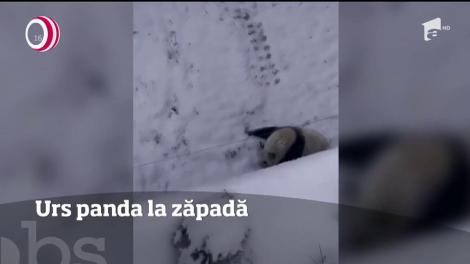 Sezonul rece este motiv de distracţie pentru urşii Panda