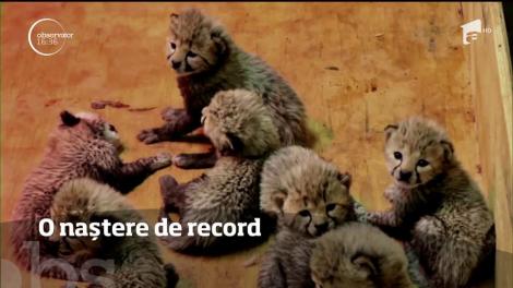 Naștere record la o grădină zoologică din Statele Unite. O felină a adus pe lume opt pui
