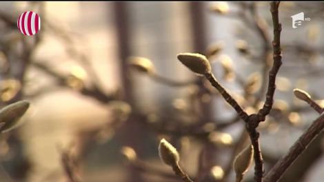 Zi caldă de primăvară, în Ajun de Bobotează