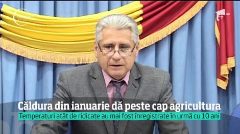 Căldura din ianuarie dă peste cap agricultura