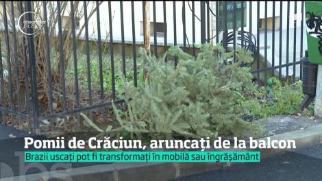 Pomii de Crăciun, aruncați de la balcon