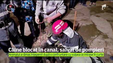 Câine blocat în canal, salvat de pompieri