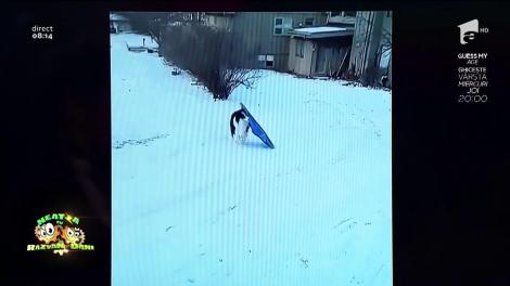 Smiley News! Un cățel pe derdeluș. Dovada că și câinii se dau cu sania! E „Ham-Ham” și „Wow-Wow!”