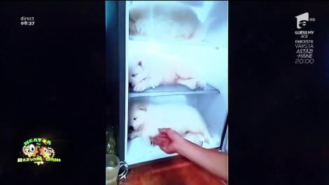 Smiley News! Husky la frigider. Cățelușilor chiar le place!