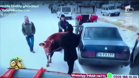 Smiley News! Au băgat vaca pe bancheta din spate a mașinii! Răzvan: ”Când au dat-o jos cred că avea lapte bătut”