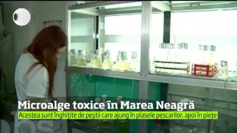 Savanţii au descoperit patru tipuri de microalge din Marea Neagră care secretă substanţe otrăvitoare