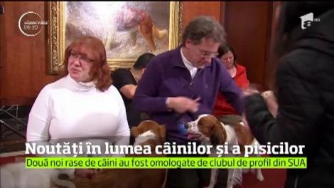 Clubul american al iubitorilor de câini, una din cele mai respectate instituţii din domeniu, a înregistrat două noi rase canine