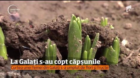 La Galaţi s-au copt căpşunile